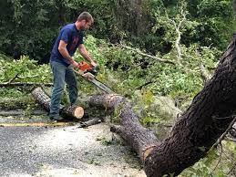 Best Tree and Shrub Care  in Pablo, MT