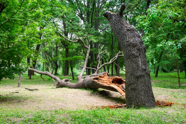 Best Tree Preservation Services  in Pablo, MT