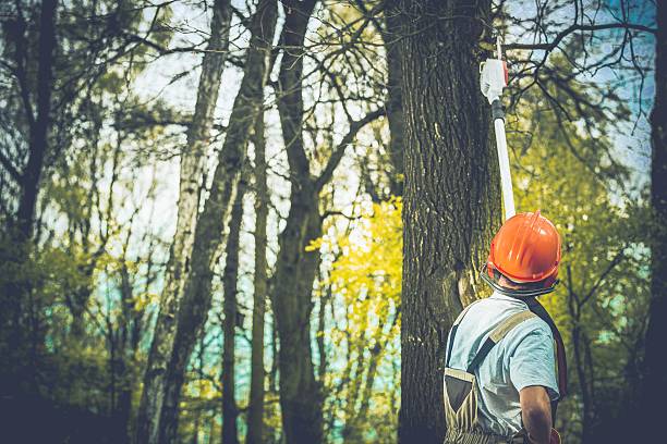 How Our Tree Care Process Works  in  Pablo, MT